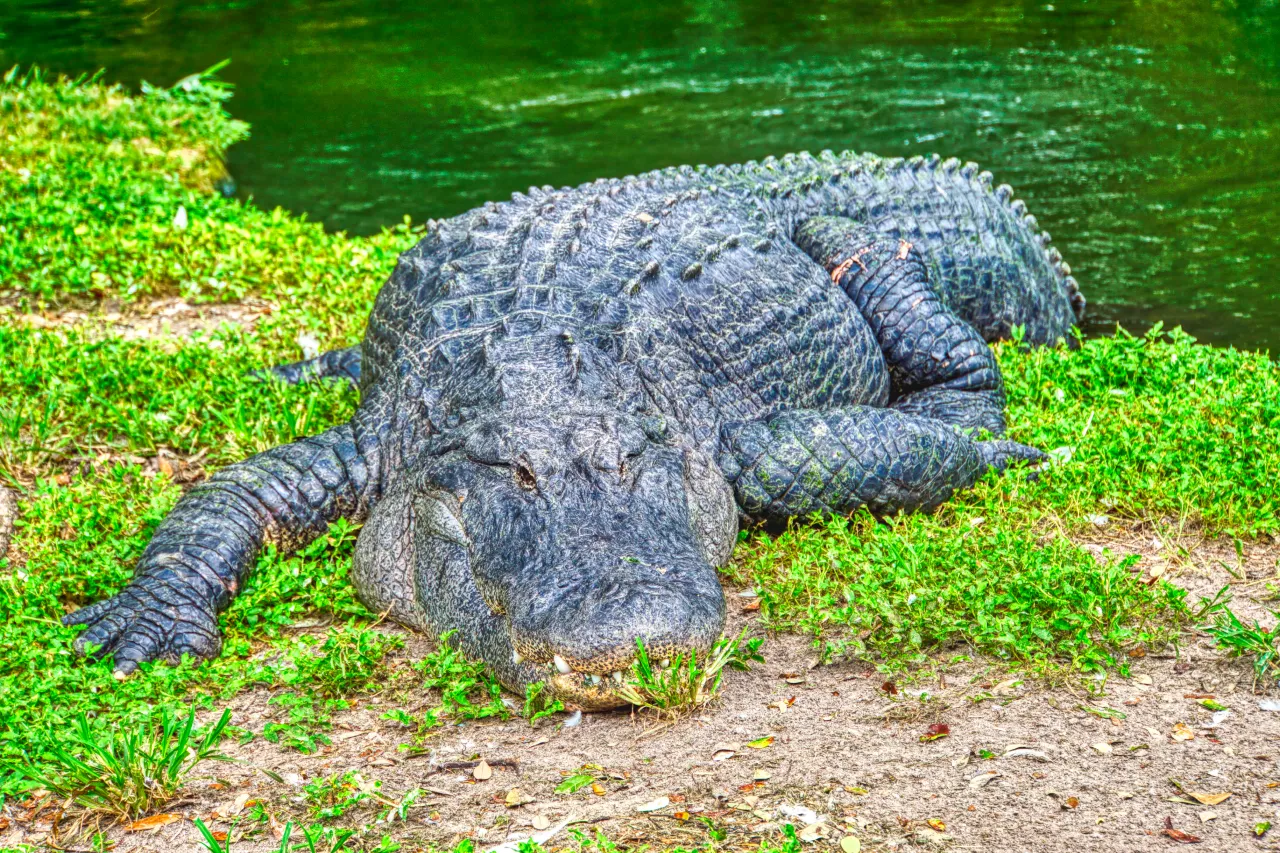 Wild Florida 1